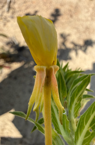Oenothera oakesiana, photograph 2