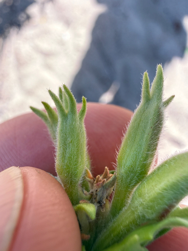 Oenothera oakesiana, photograph 6