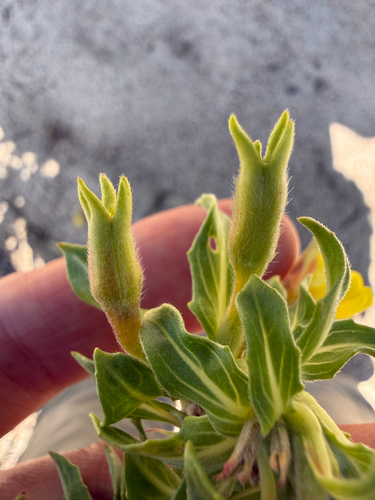 Oenothera oakesiana, photograph 4