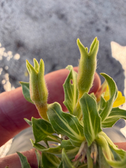 Oenothera oakesiana, photograph (c) Patrice Dupont, some rights reserved (CC BY)