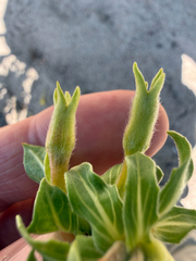 Oenothera oakesiana, photograph (c) Patrice Dupont, some rights reserved (CC BY)