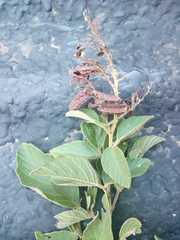 Pseudarthria hookeri