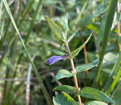 Marsh Skullcap