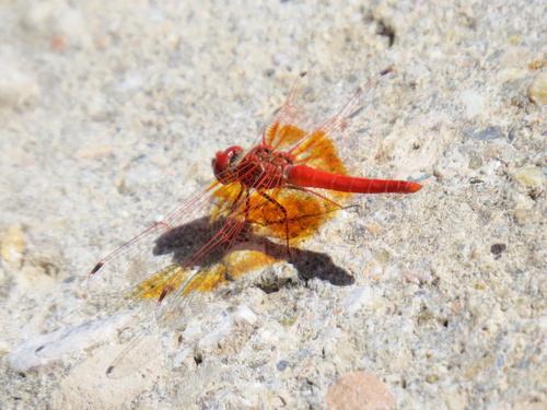 Orange-winged Dropwing