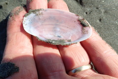 Gari lineolata
