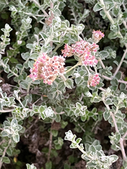 Plecostachys serpyllifolia, photograph (c) Kobus Meyer, some rights reserved (CC BY)