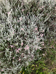 Plecostachys serpyllifolia, photograph (c) Kobus Meyer, some rights reserved (CC BY)