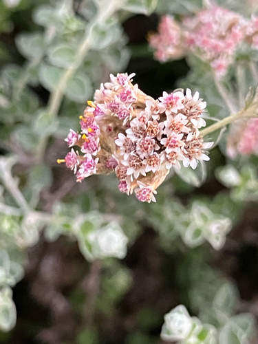 Plecostachys serpyllifolia, photograph 1