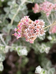 Plecostachys serpyllifolia