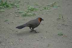 Pterorhinus ruficollis