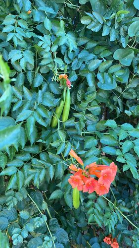 American trumpet vine