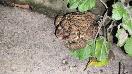 Asiatic Toad