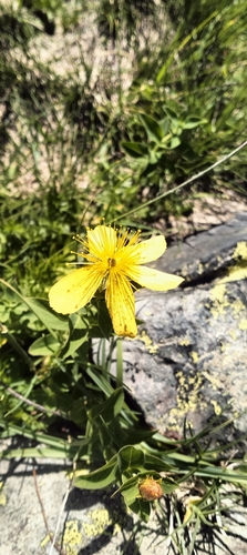 Common St. John's Wort