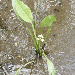 Sagittaria platyphylla