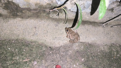 Rice field frog