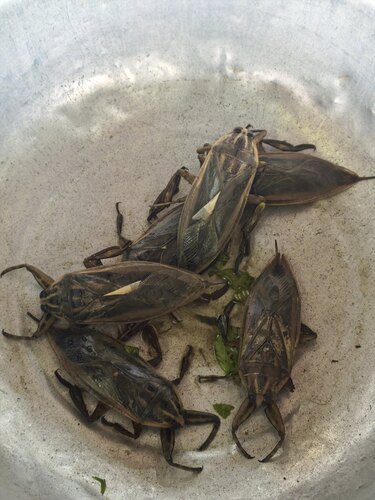 Asian Giant Water Bug