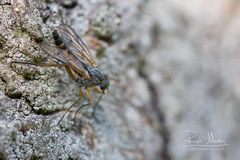 Rhagio vitripennis
