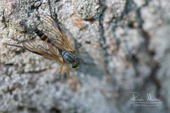 Rhagio vitripennis