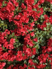 Rhododendron