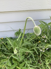 Papaver