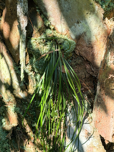 Vittaria lineata, photograph 3