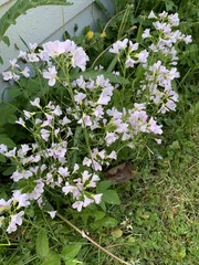 Cardamine pratensis