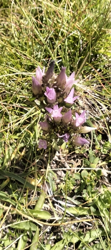 Gentianella crispata