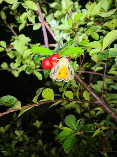 Dot-underwing Moth