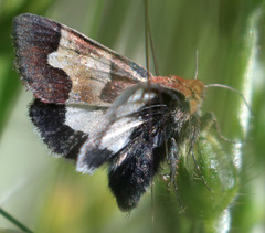Heliothis proruptus