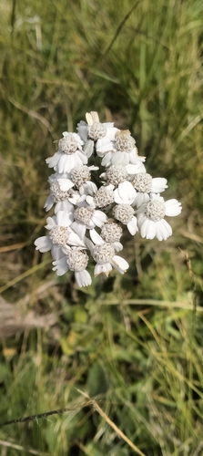 common yarrow