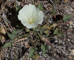 Calystegia collina venusta