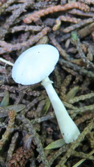 Agaricales