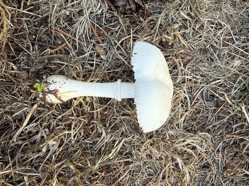 White Dapperling