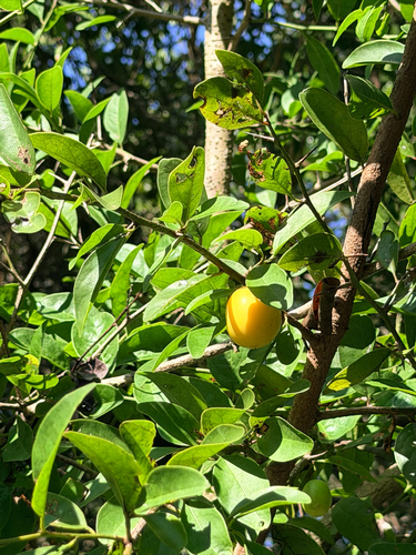 Ximenia americana, photograph 6