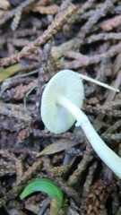 Agaricales