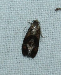 Cochylis