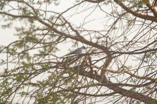 Namaqua Dove