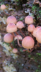 Mycena parsonsii
