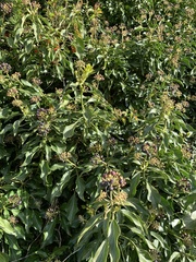 Angiospermae