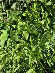 Aegopodium podagraria