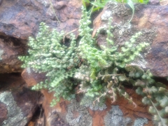 Asplenium subglandulosum