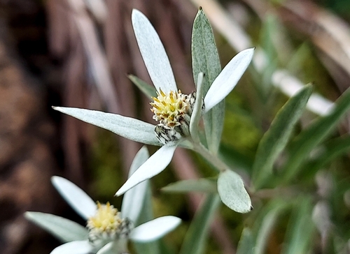 Leontopodium japonicum