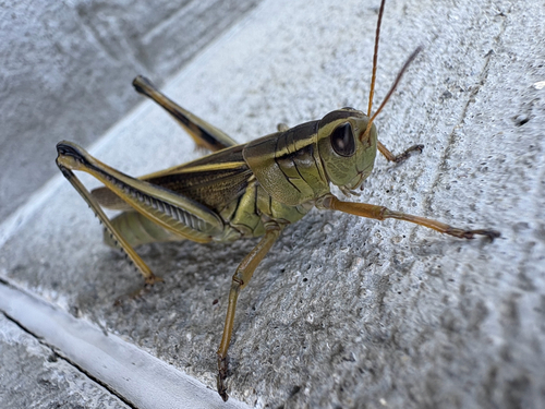 Two-striped Grasshopper