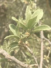 Quercus striatula