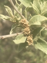 Quercus striatula
