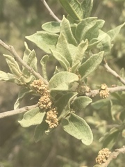 Quercus striatula