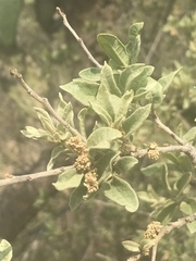 Quercus striatula