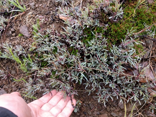 Foothill Penstemon foliage