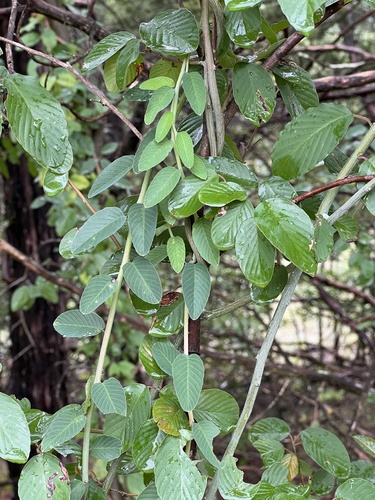 Berchemia scandens, photograph 5