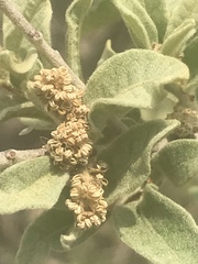Quercus striatula